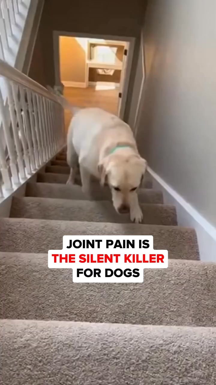 Make your dog move like before!