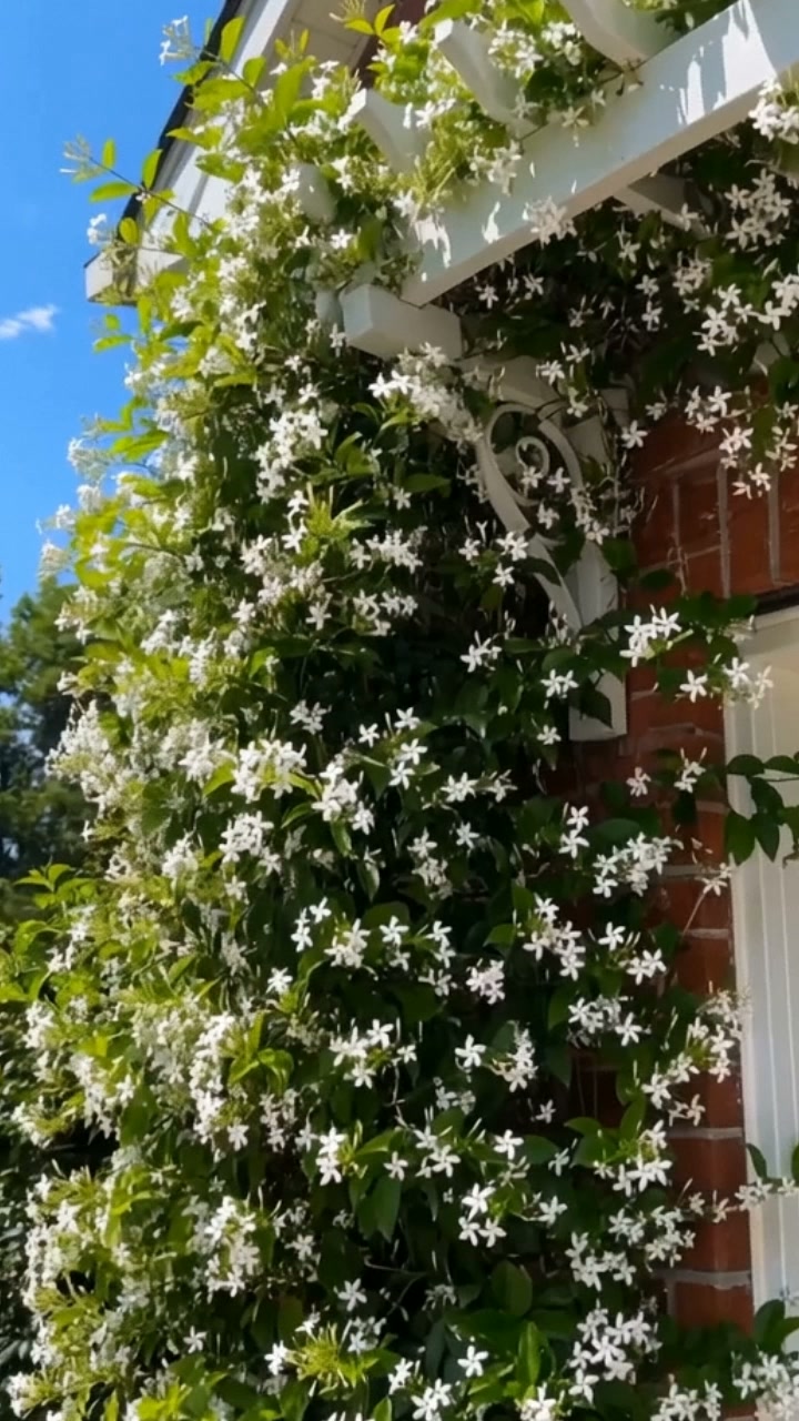 Jasmine Potted Plant
