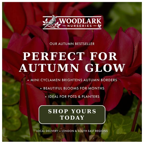 Autumn Colour, Ready To Plant
