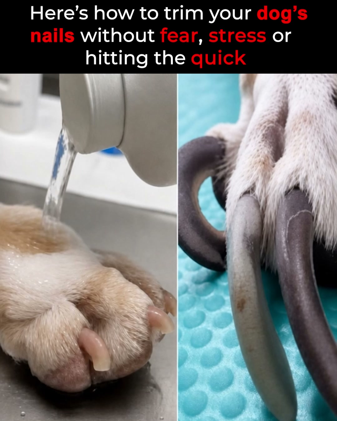 NailHero - See The Quick Before You Cut!