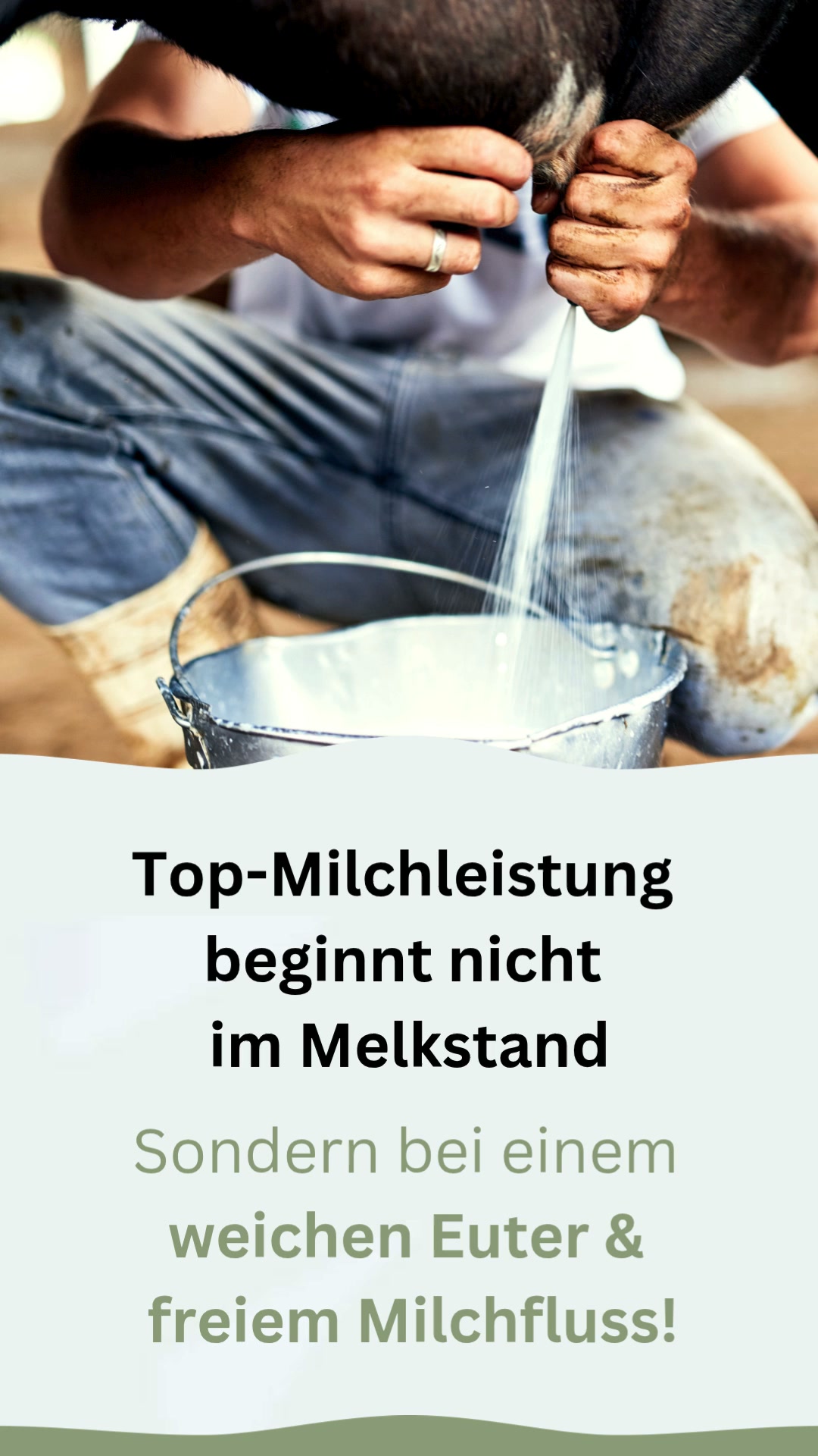 Mit Die Kräftige unterstützt du Kühe gezielt in der Frischmelkerphase