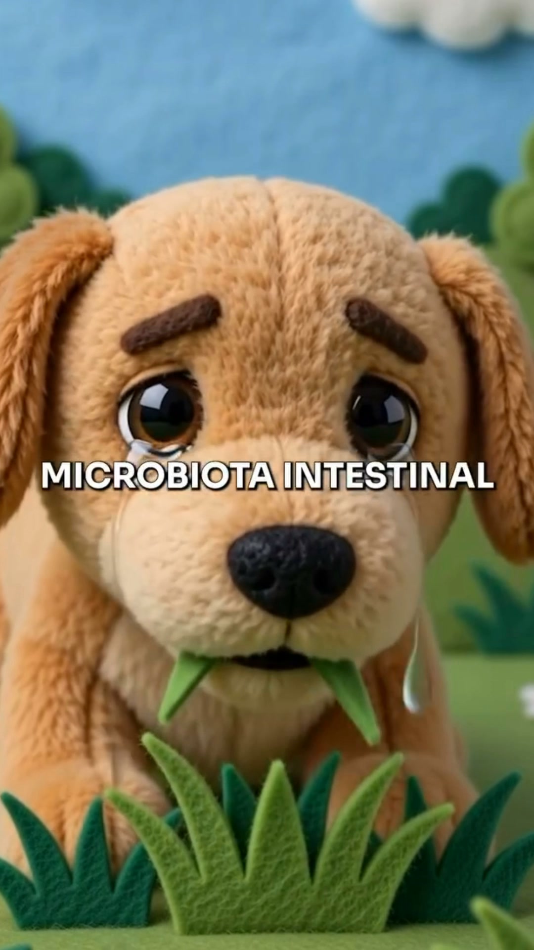 +50.000 perros ya lo usan