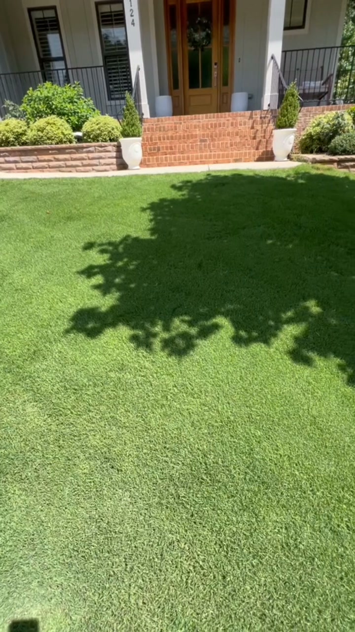Relvado verde em 5 dias
