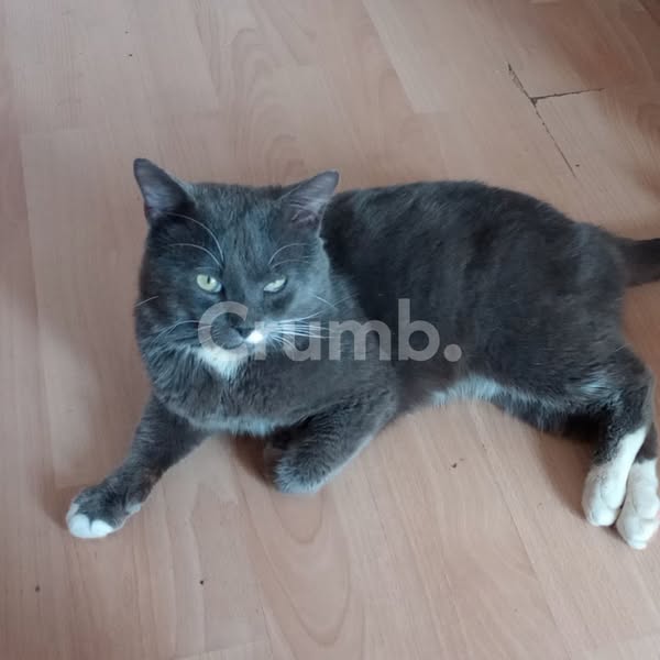 Missing Cat: Grayson