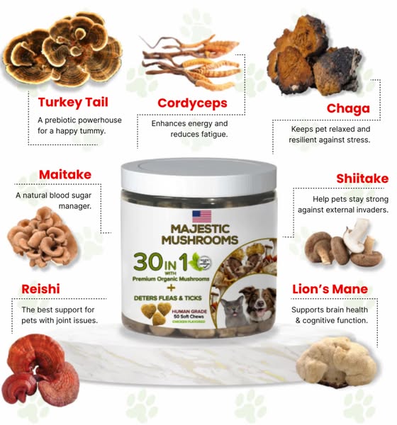 CANCER HATES MUSHROOMS