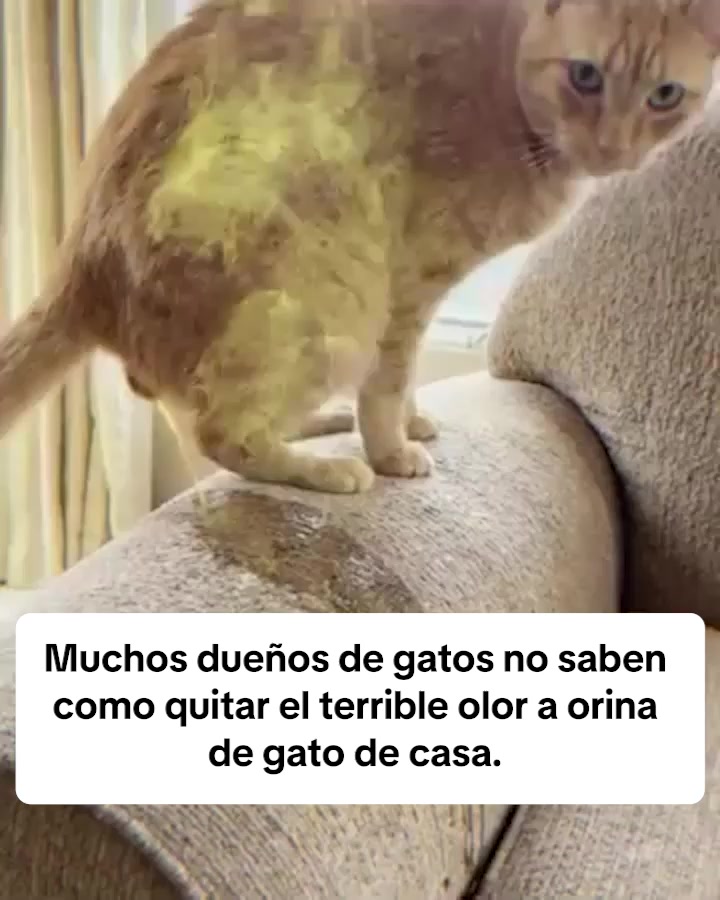 Sin olor significa que está funcionando