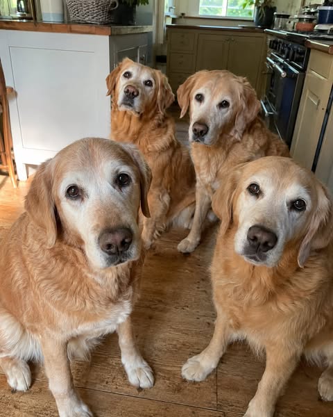 One Family's Dogs Always Lived Past 17