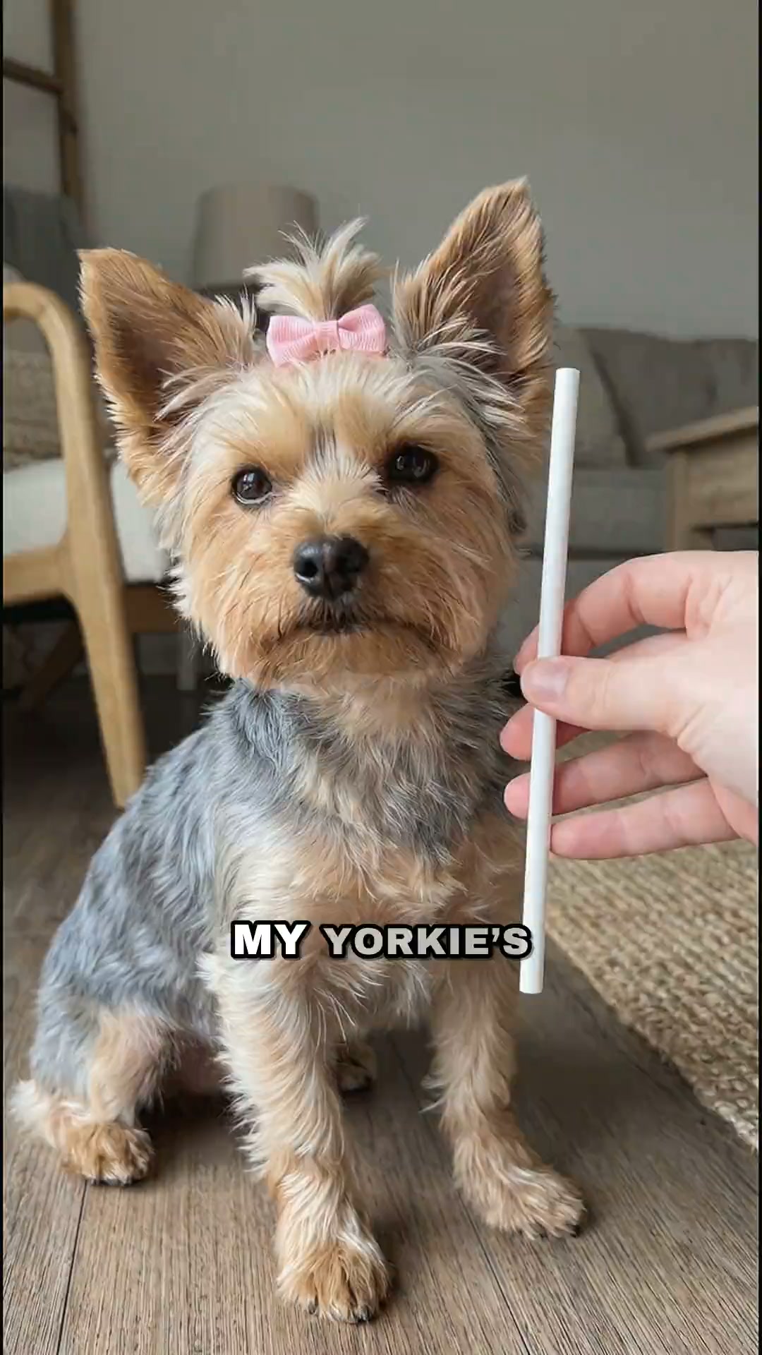 Halloween's coming. Is your Yorkie's airway ready?