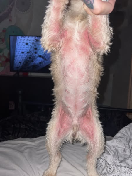 I'd lie awake listening to him chew his leg