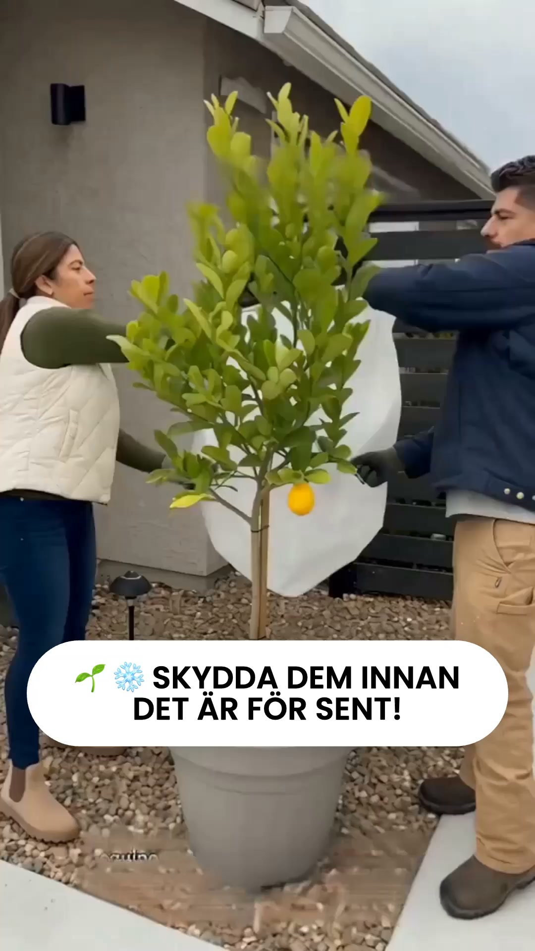Skydda dina växter i vinter!