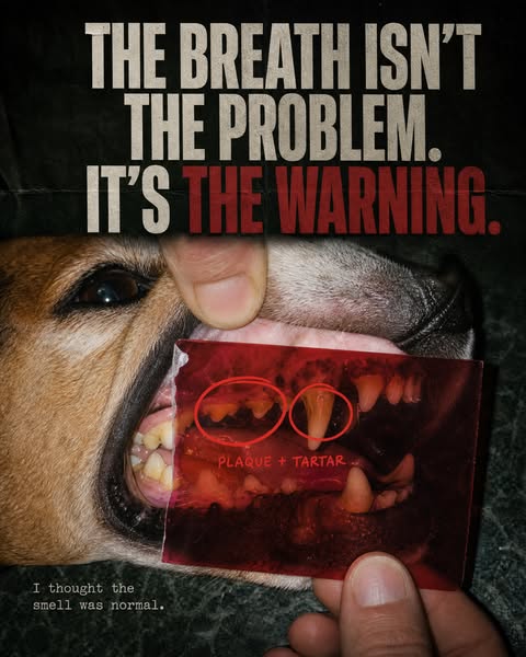 DON’T Ignore Your Dog’s Bad Breath