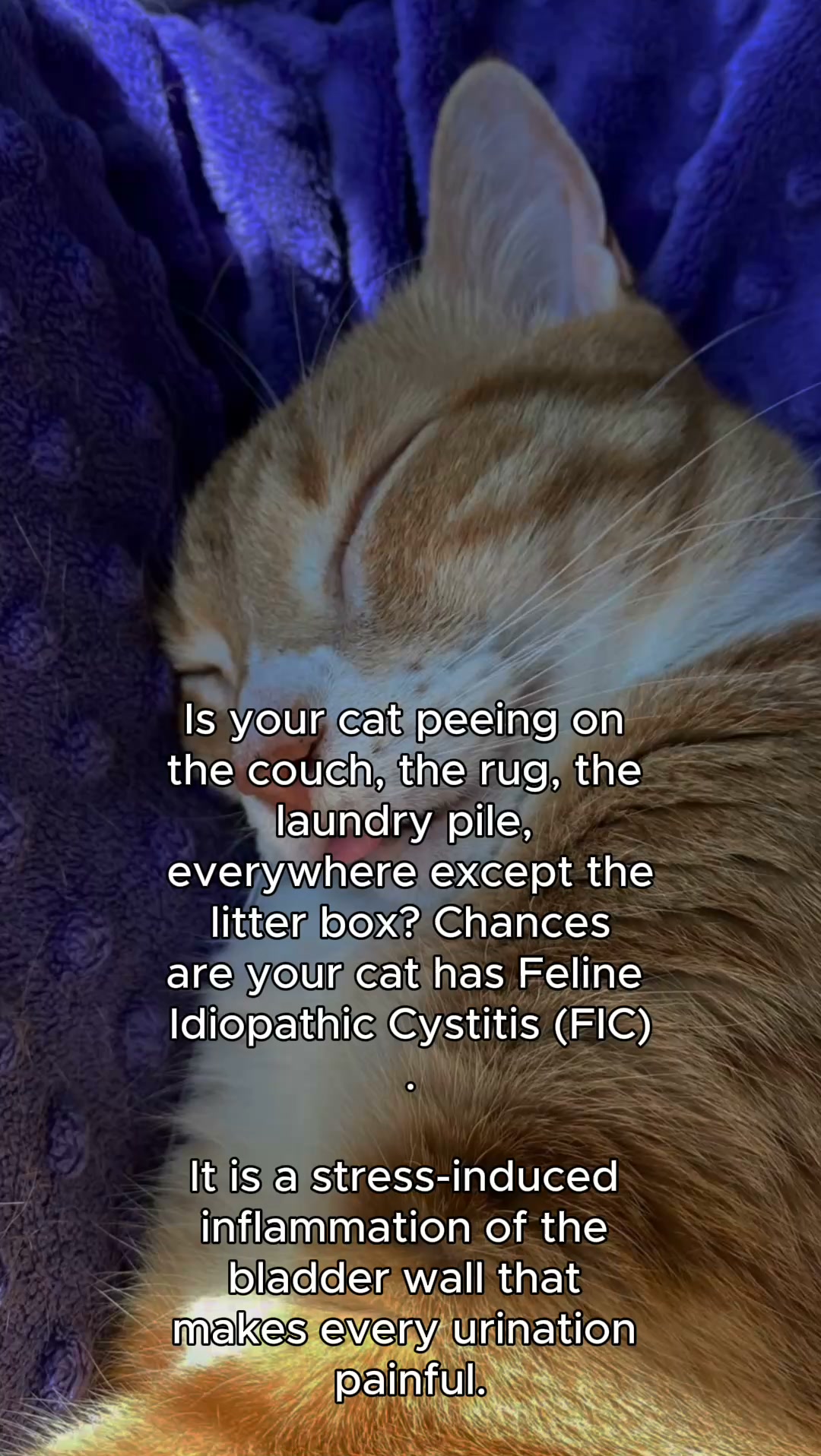 After 9 Years In Cat Rescue, I Have To Tell You The Real Reason Your Cat Keeps Peeing Outside The Litter Box