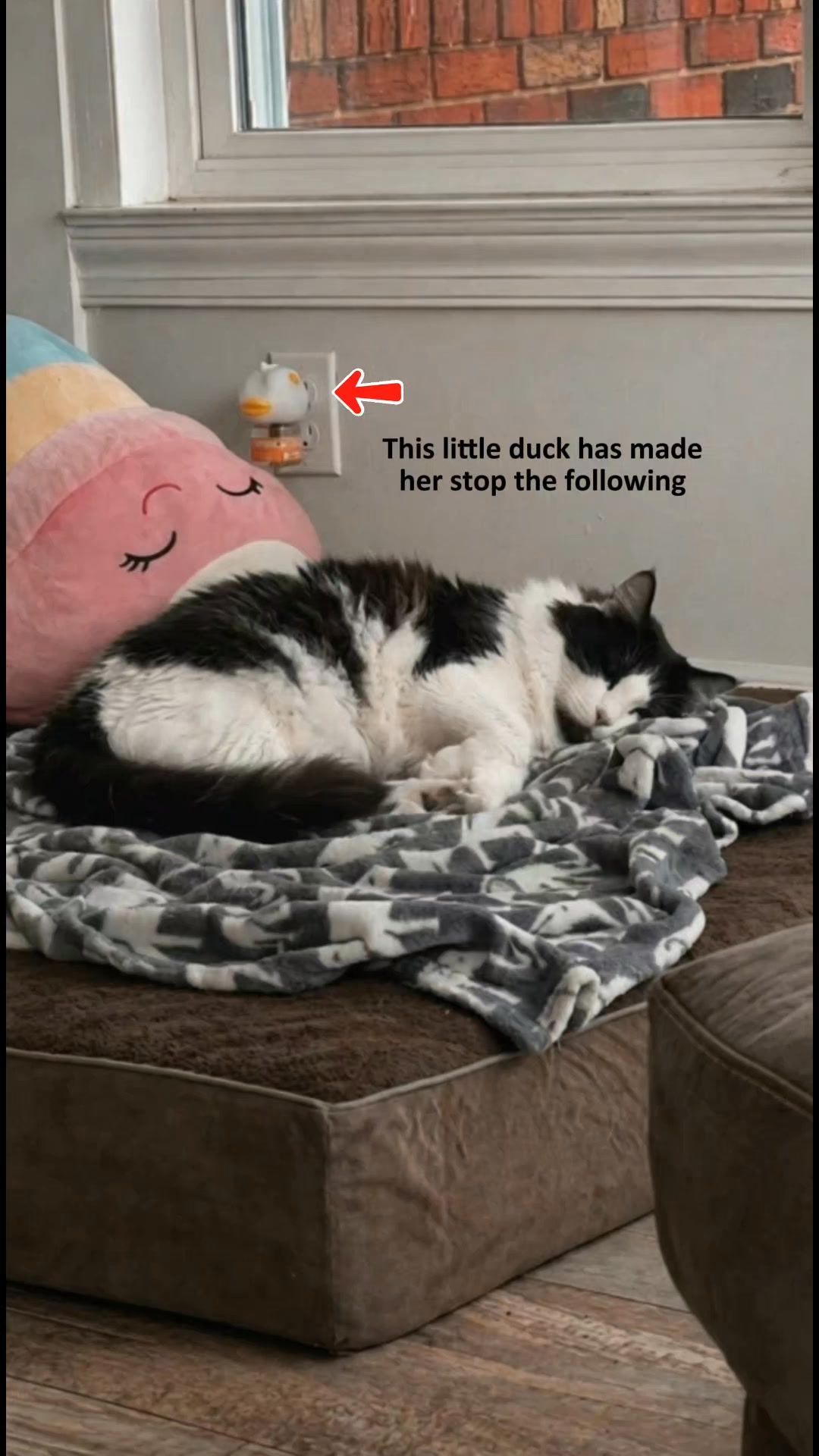 Help your anxious cats feel safe and calm