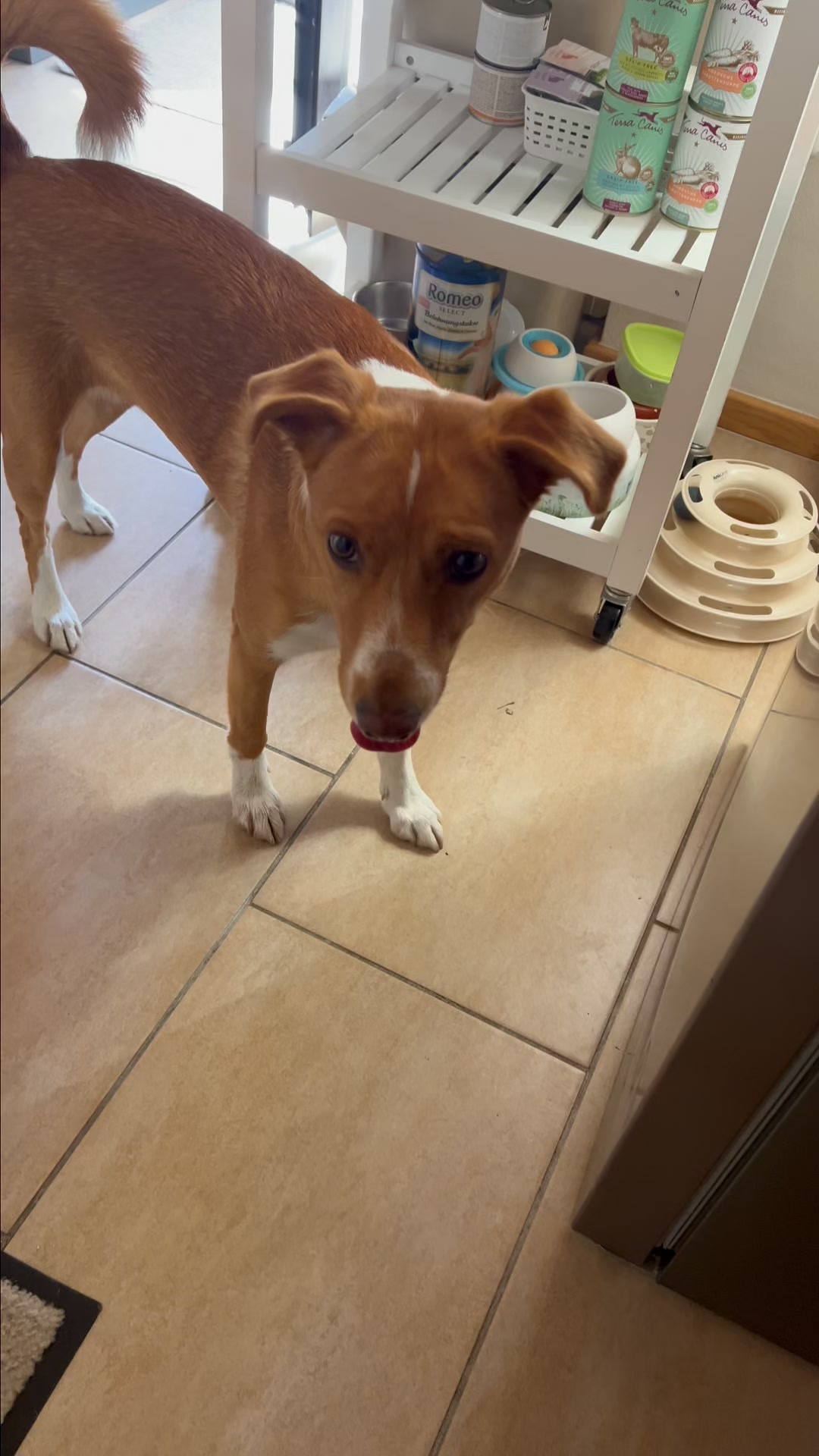 Verdient dein Hund nicht das Beste?
