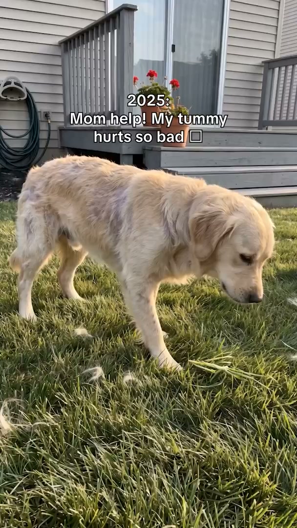 Get your happy dog back