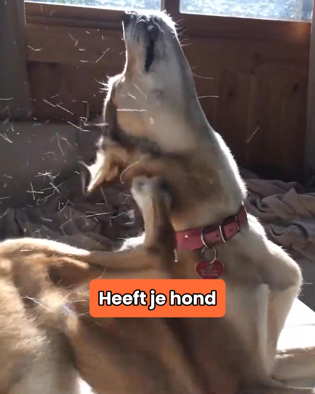 NU: Tijdelijke korting + Gratis verzending