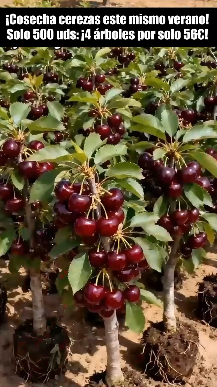 ÁRBOLES DE CEREZO AUTOFERTILES – 50% de Descuento | Planta ahora y cosecha pronto