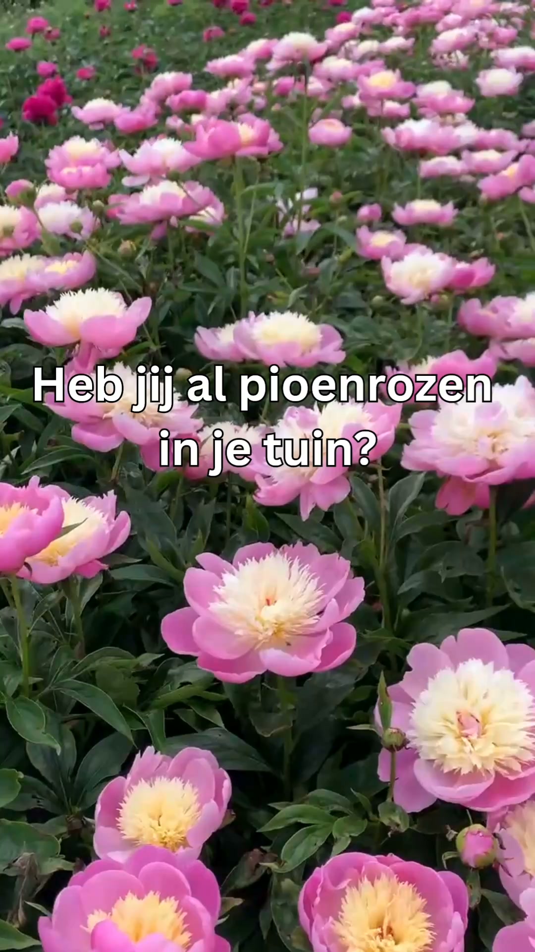 Shop nu met 10% korting!