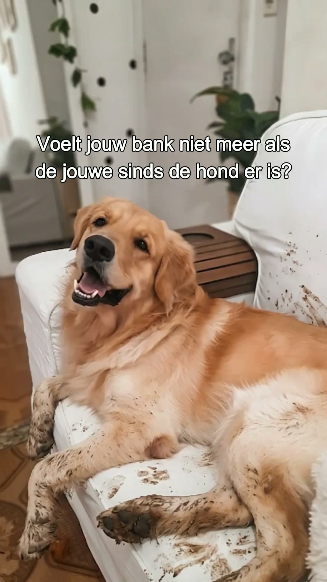 Hond op de bank? Geen probleem