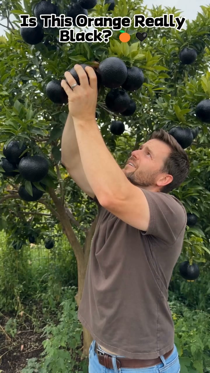 Giant Black Diamond Orange Seeds – Sweet, delicious, nutritious, and easy to grow at home
