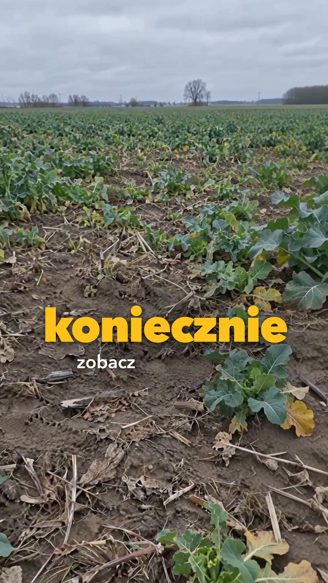 Przygotuj rzepak do zimy