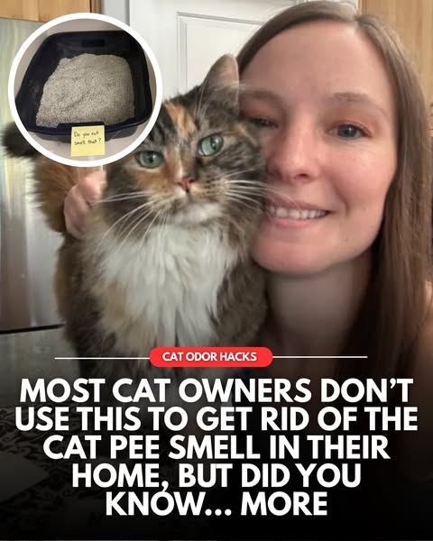 Get Rid of the Cat Pee Smell In Your Home (MUST READ)