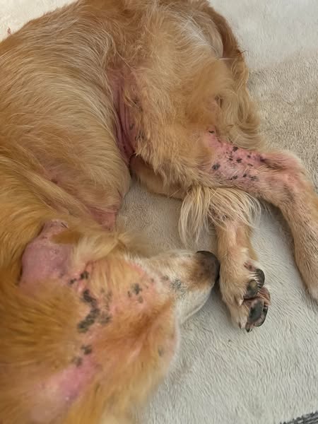 Read this if your dog wont stop scratching