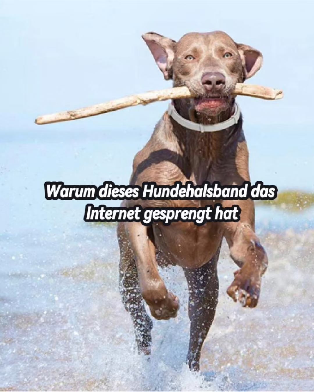 1 bezahlen 2 bekommen