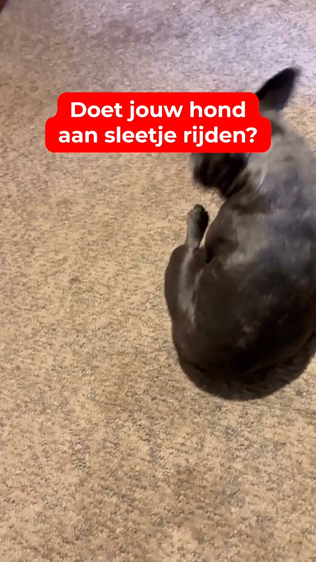 Blijft je hond sleetje rijden? Kijk dit even
