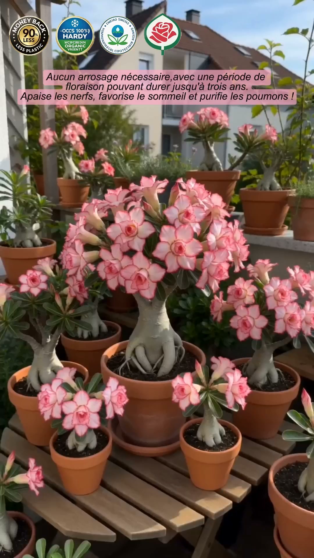 La plante qui ne meurt jamais – arrosez‑la et elle vit 100 ans !