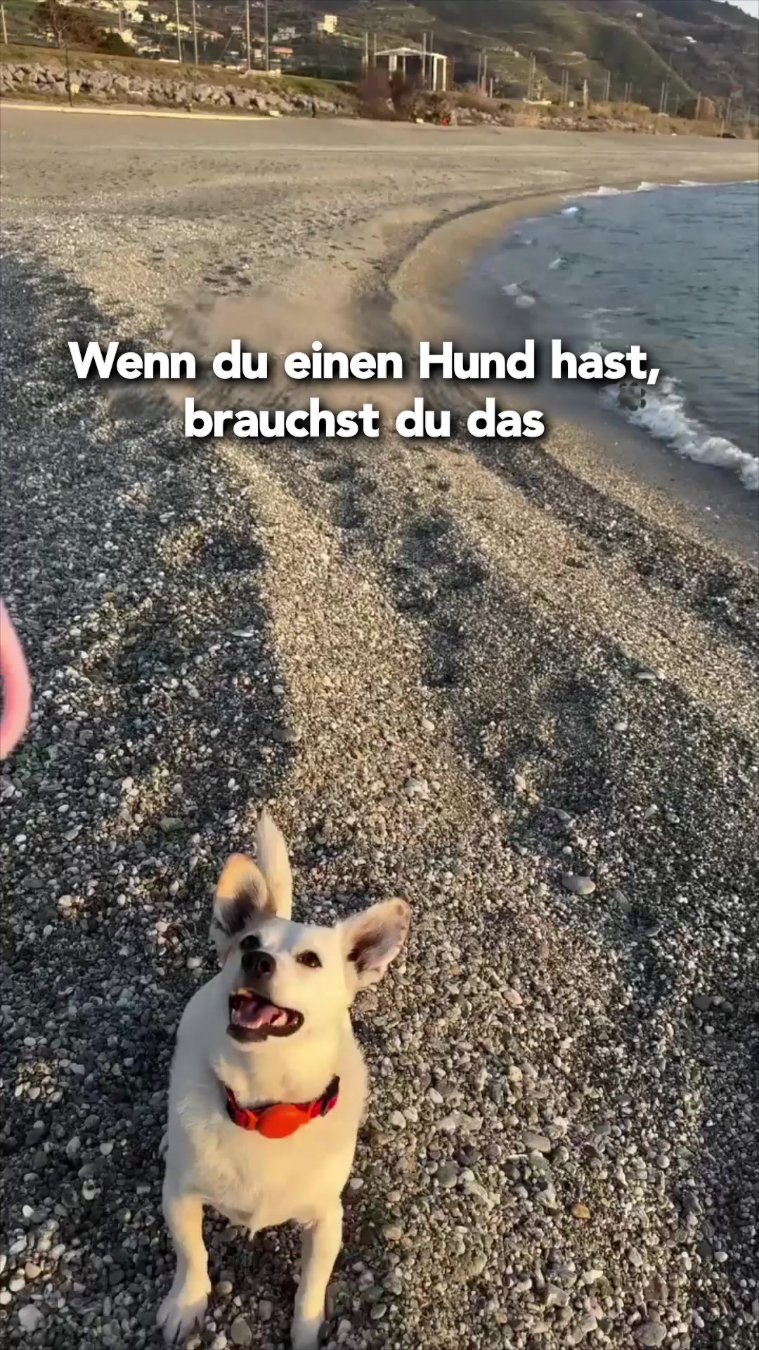 #1 Hunde Flasche