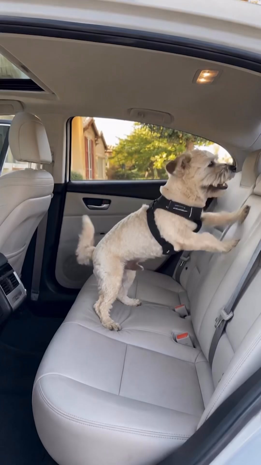 Safe & Comfy Rides in 1 Easy Step