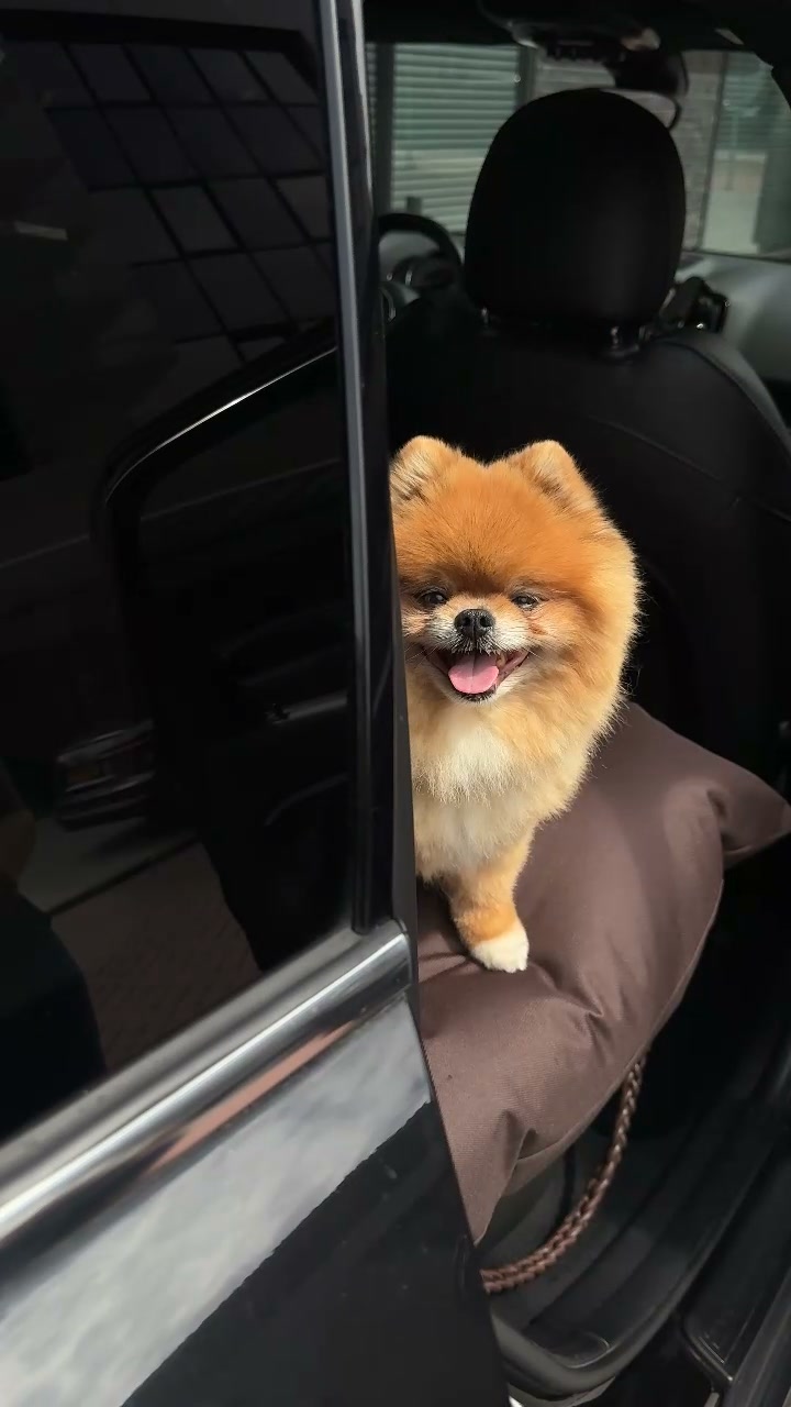 Erste Klasse für Hunde