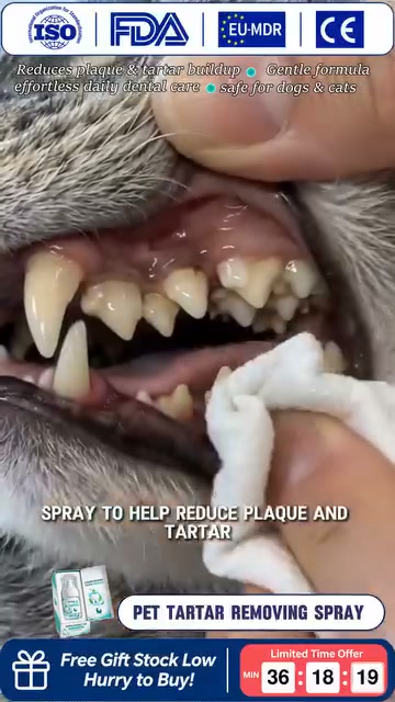 Fresh Breath in Seconds – No-Brush Pet Dental Foam Spray