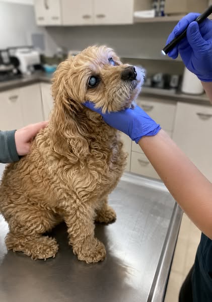 Read If Your Dog Has Eye Issues
