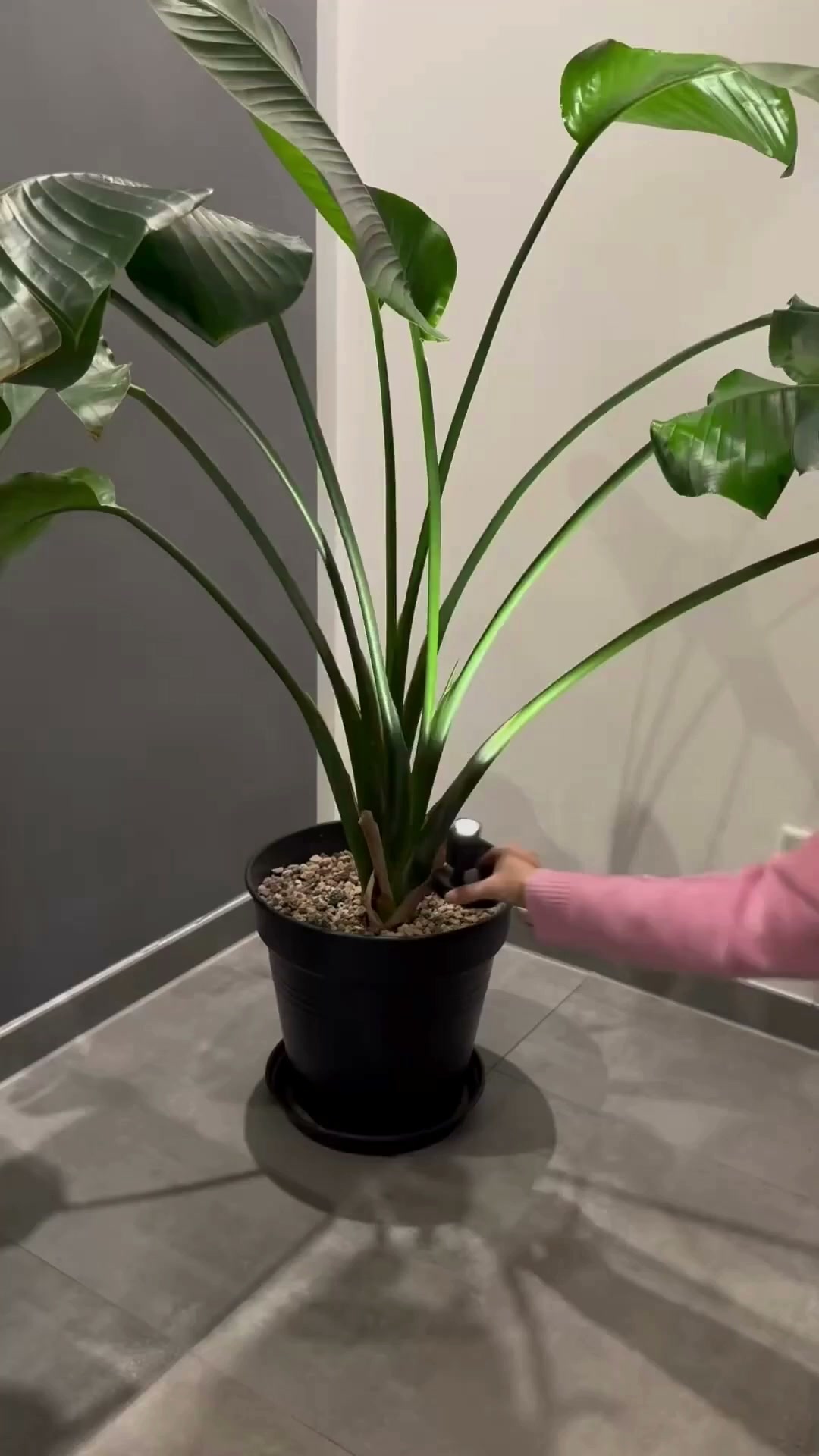 Je plant, ook zichtbaar in het donker
