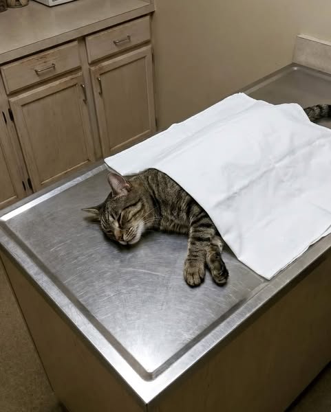 Gli ho dato da mangiare il cibo "sano" più costoso che sono riuscito a trovare. È morto di insufficienza cardiaca a 6 anni.