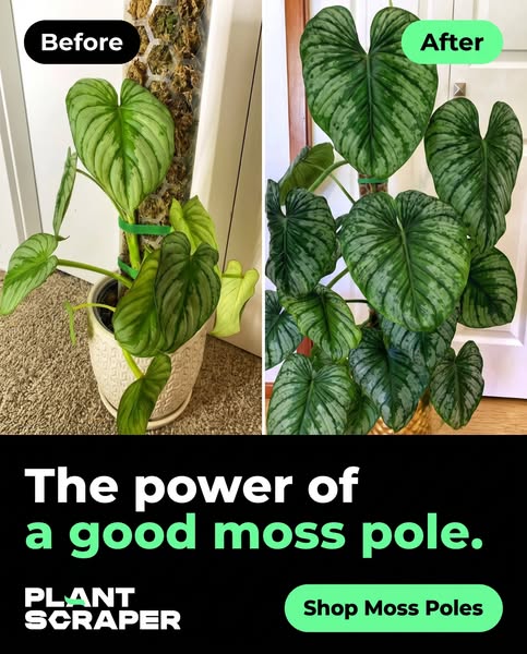The right moss pole changes it all