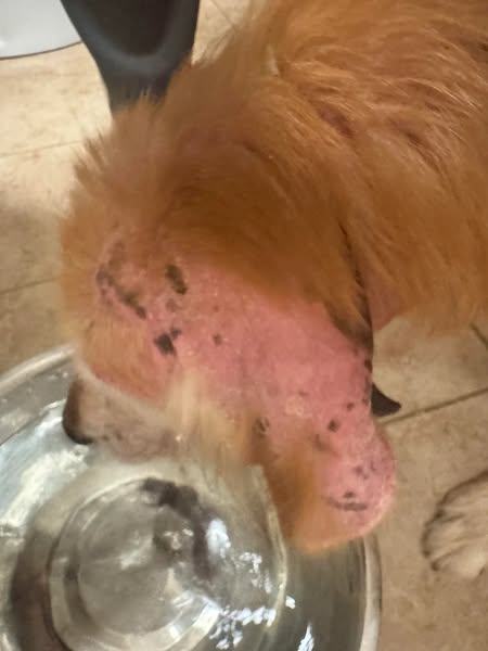 Read this if your dog wont stop scratching