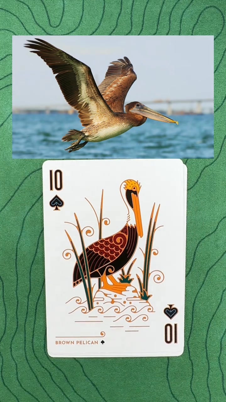 North American Birds Playing Cards