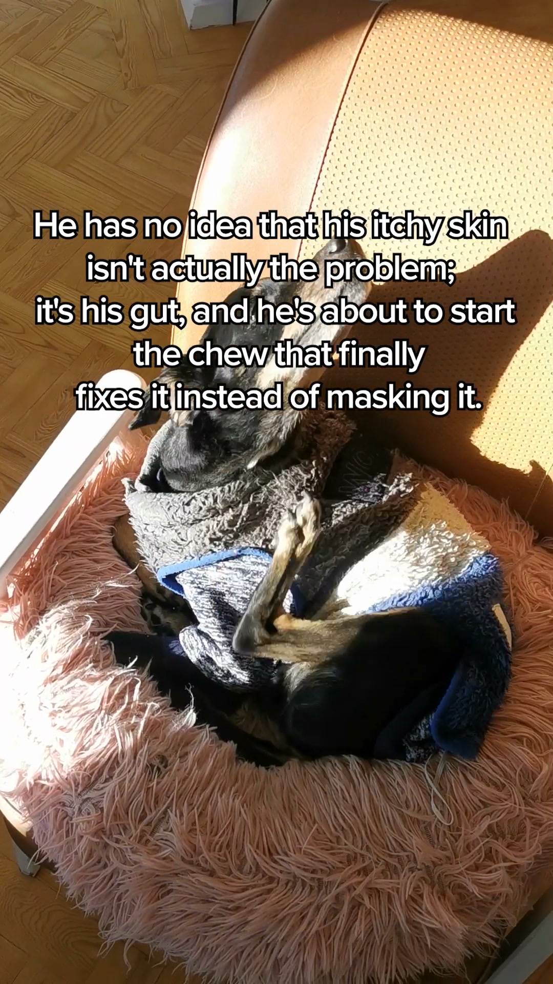 #1 Itch-Soothing Daily Chew For Dogs