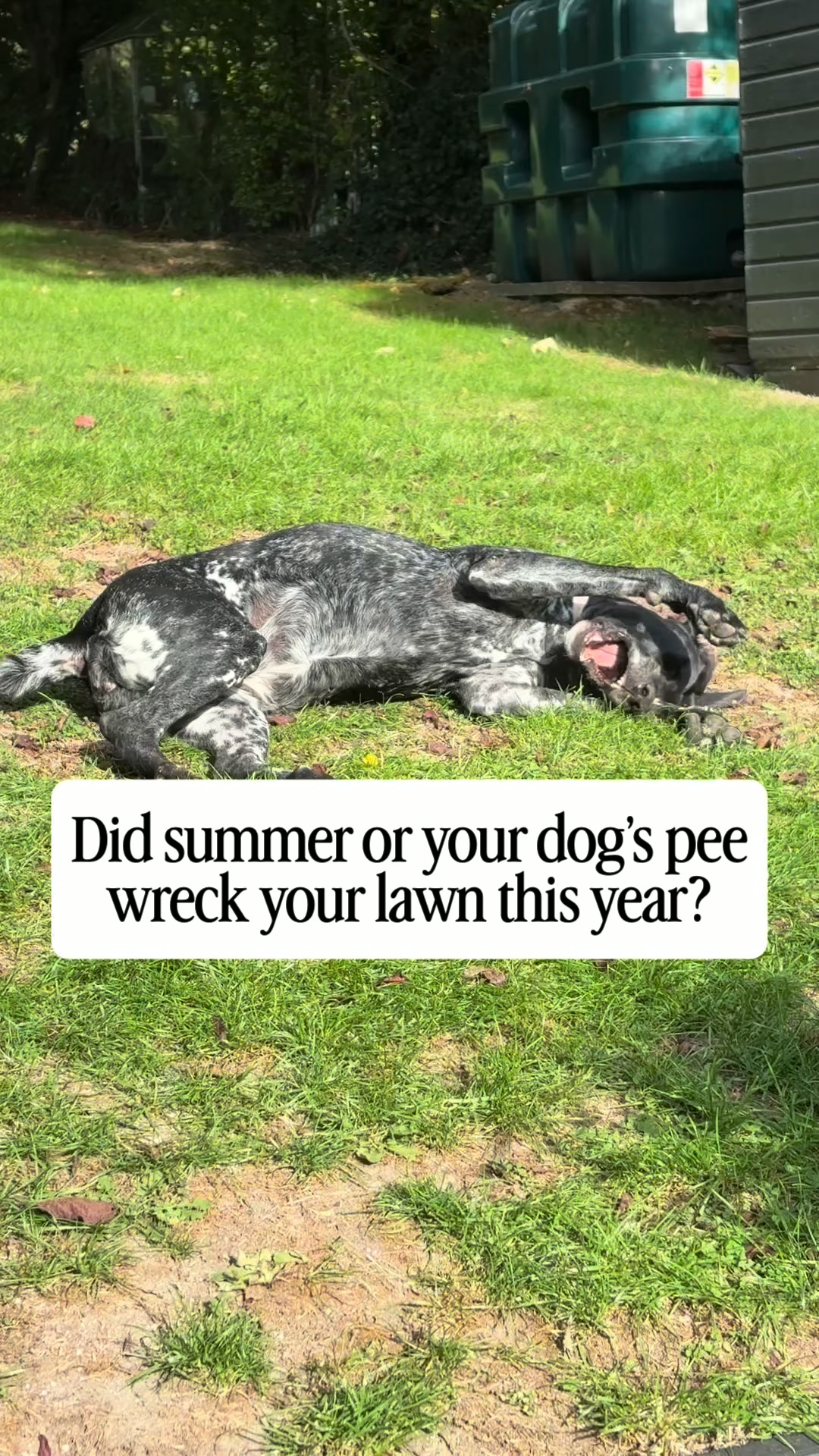 The Easy, Natural Fix for Dog Urine Spots!