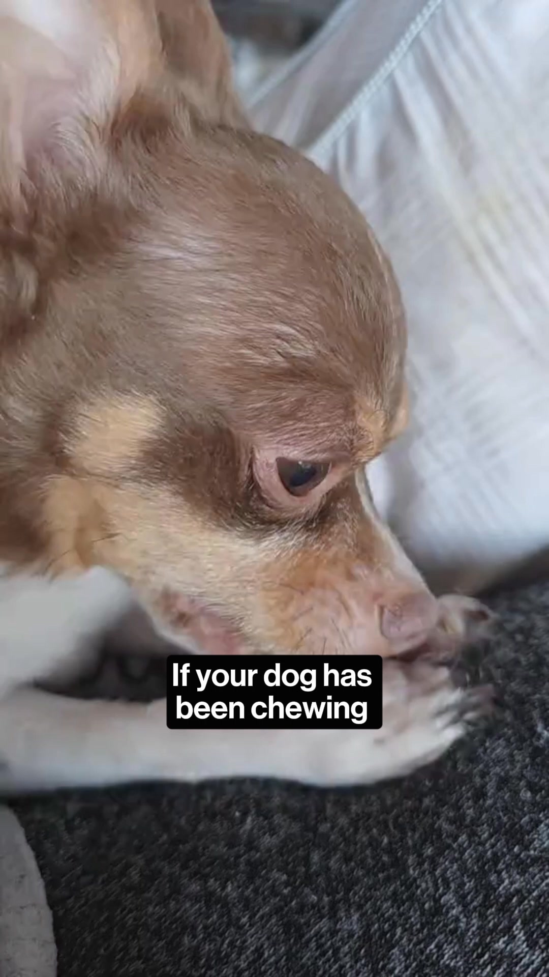 Vet-Recommended Itch Relief