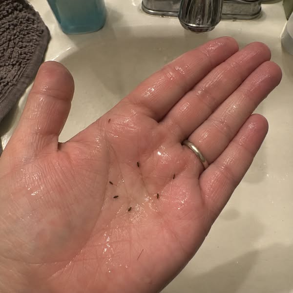 If fleas keep coming back, read this!