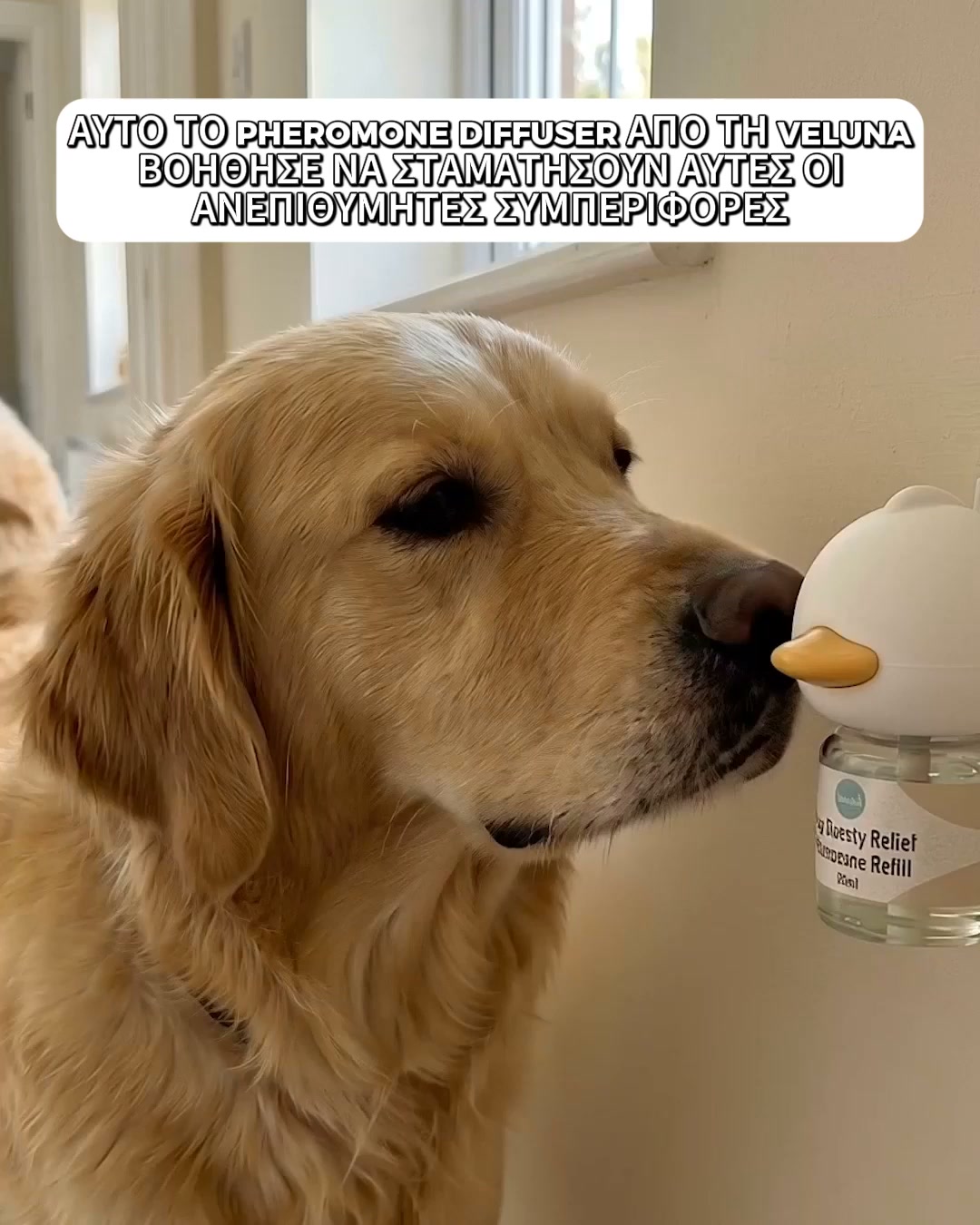 Πιο Ήρεμοι Σκύλοι. Πιο Ευτυχισμένα Σπίτια.