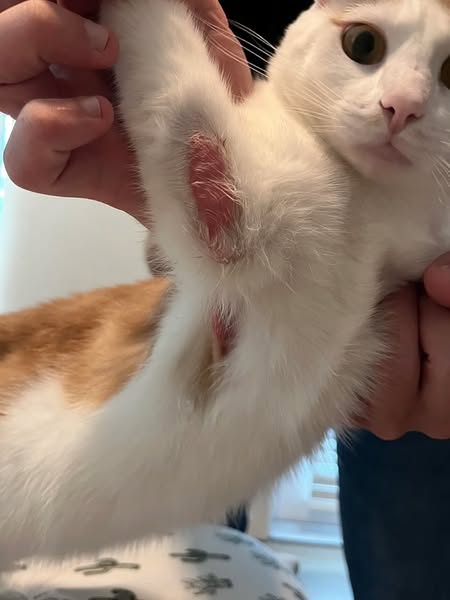 Ein Tierarzt spricht die Wahrheit aus