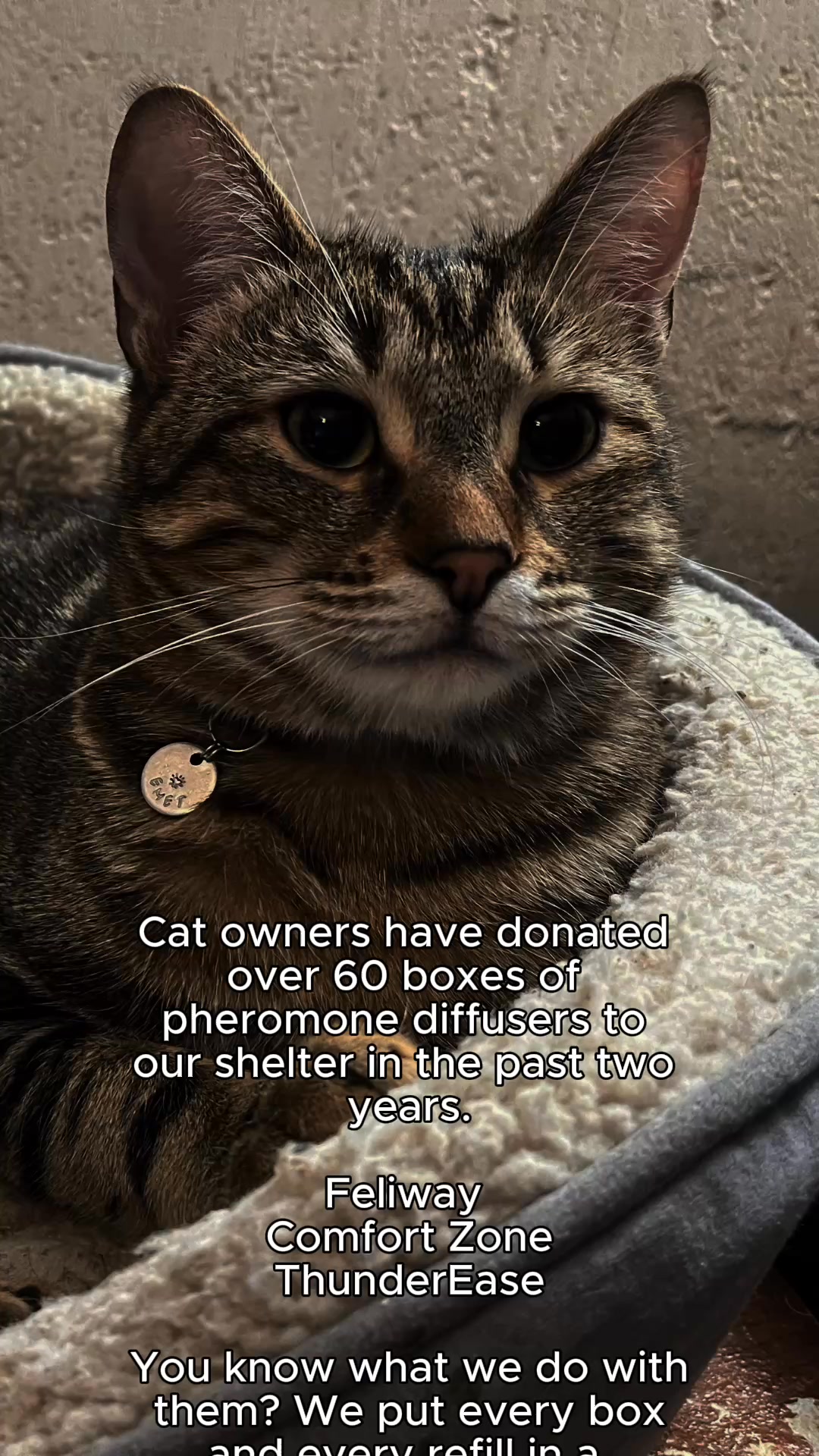After 9 Years In Cat Rescue, I Have To Tell You Something About The Diffuser Your Vet Recommended