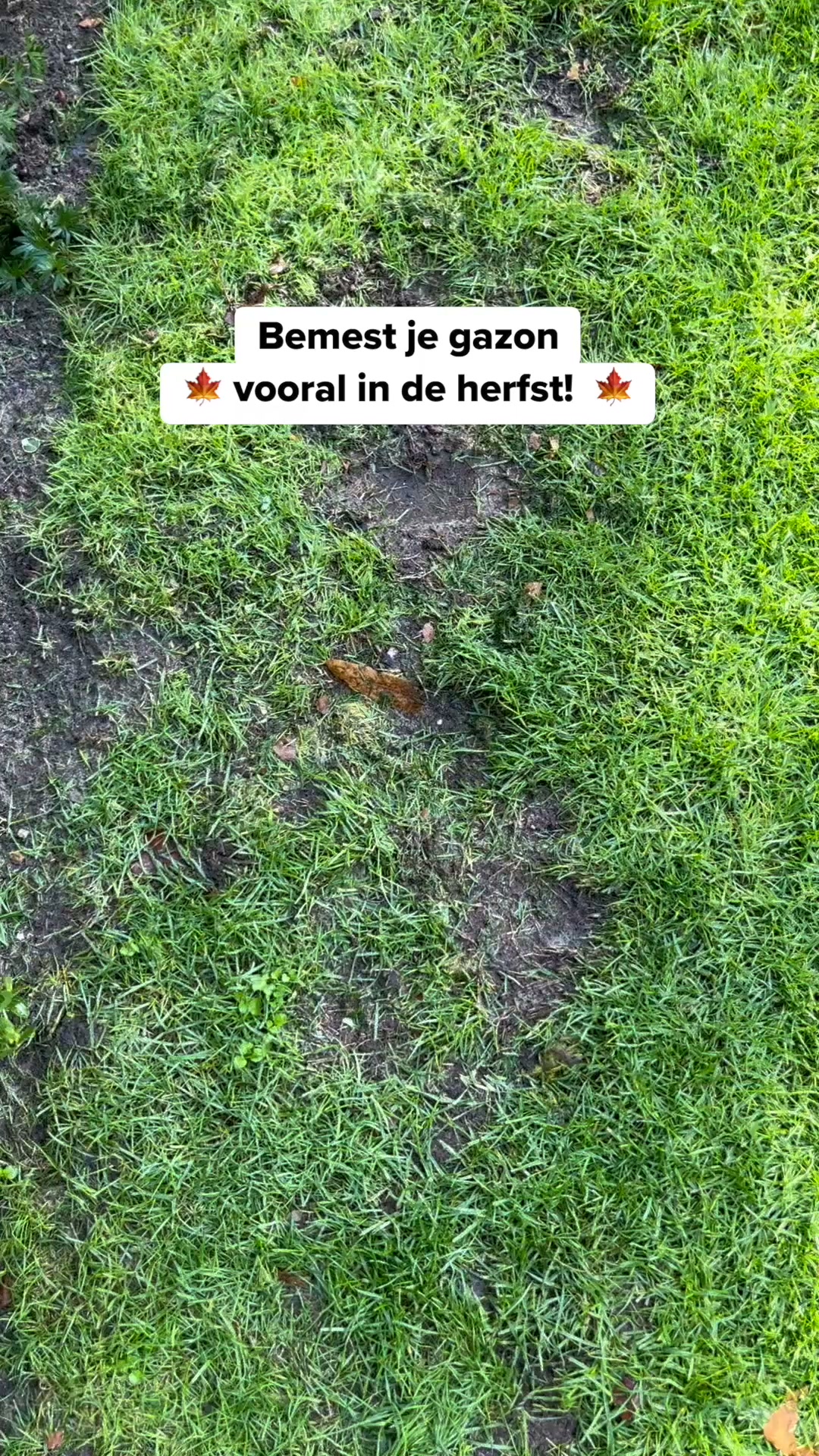 Je gazon redden na de zomer