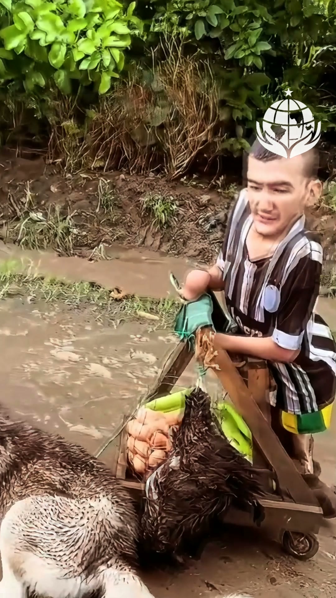 Help Goyito Walk Again