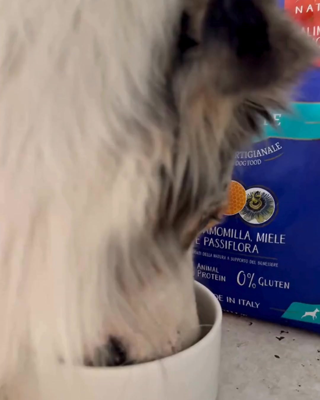 Le crocchette più amate dai cani italiani. Scopri perché.
